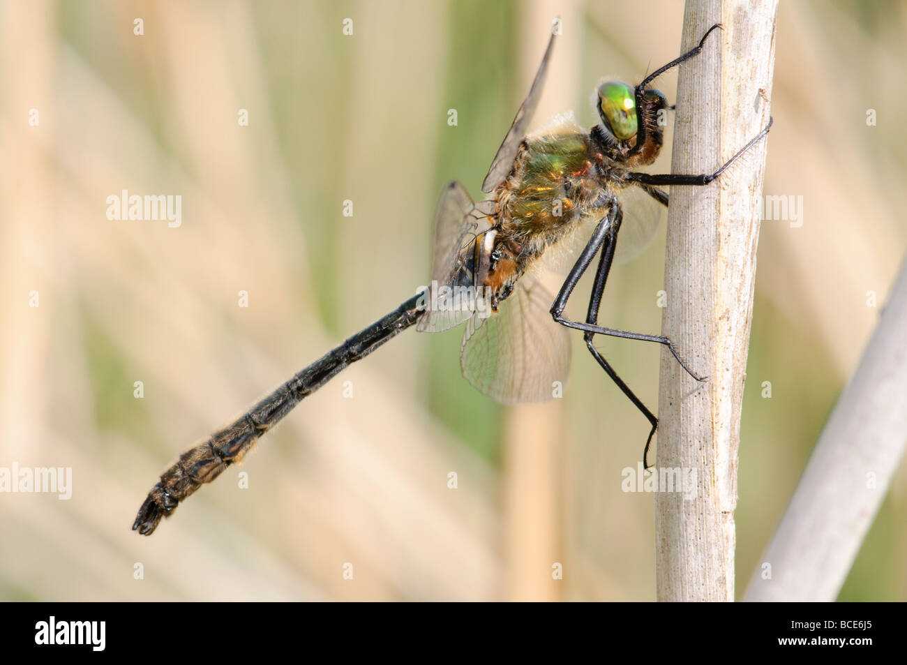 Libellula Smeraldo lanuginosa Cordulia aenea Foto Stock