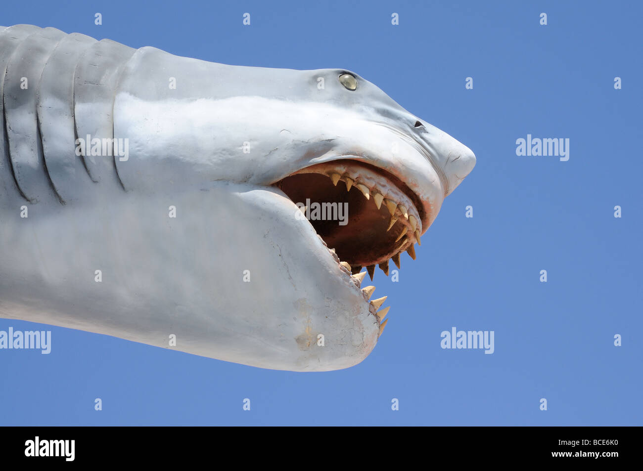 Modello di un squalo pericoloso con bocca aperta Foto Stock