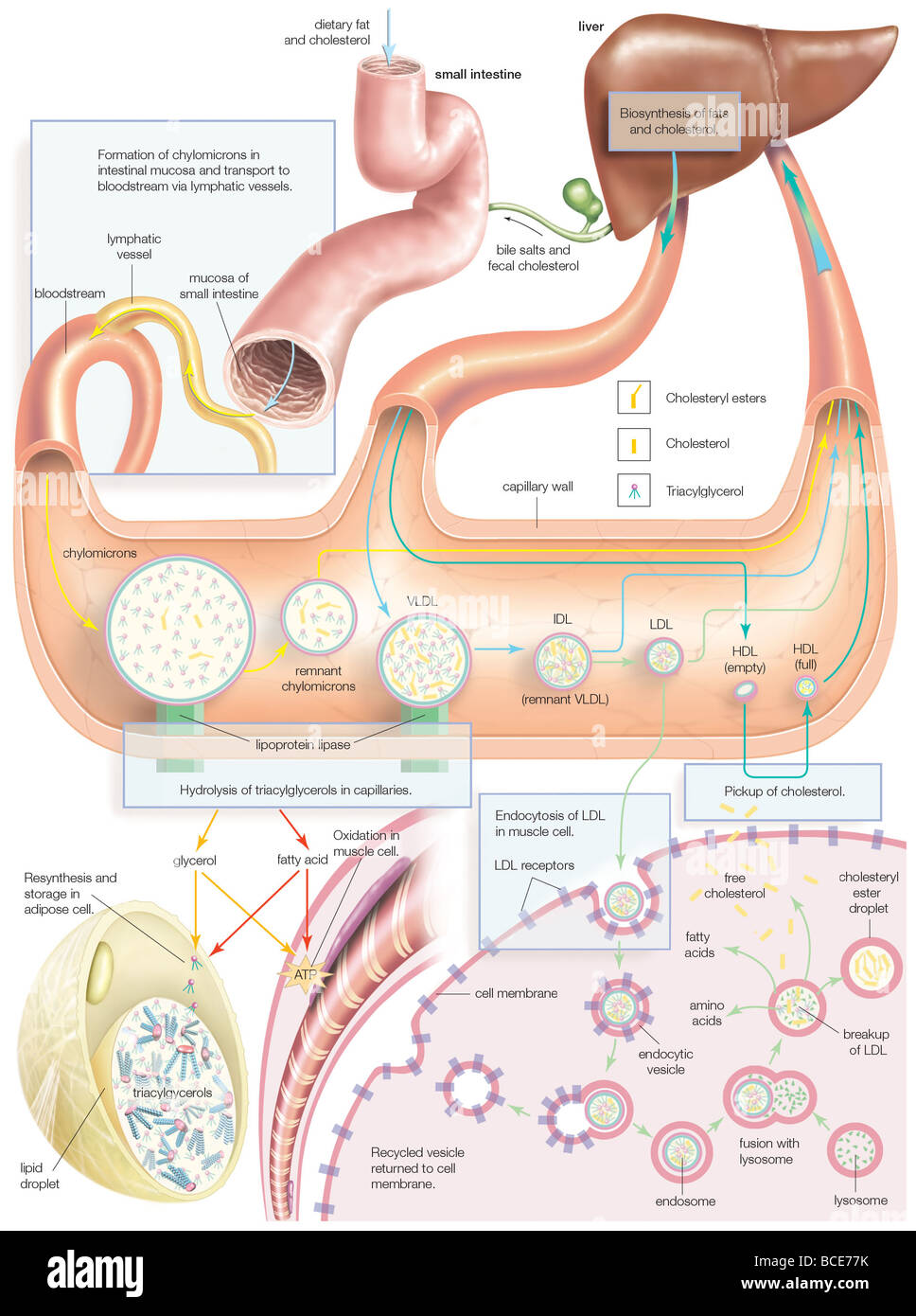 Sintesi di complessi lipoproteici nell'intestino tenue, il fegato ed il flusso sanguigno, così come la consegna a tessuti periferici. Foto Stock