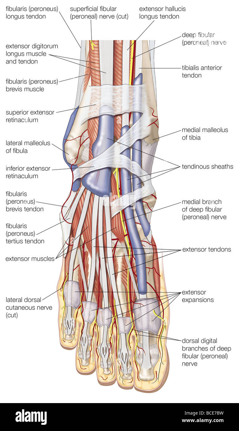 Vista dorsale del piede destro, che mostra i muscoli principali, tendini e nervi. Foto Stock