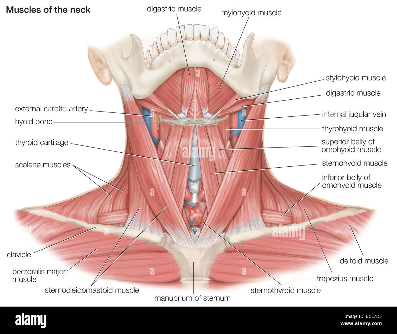 I muscoli del collo umano, come pure le ossa principali e i vasi sanguigni. Foto Stock