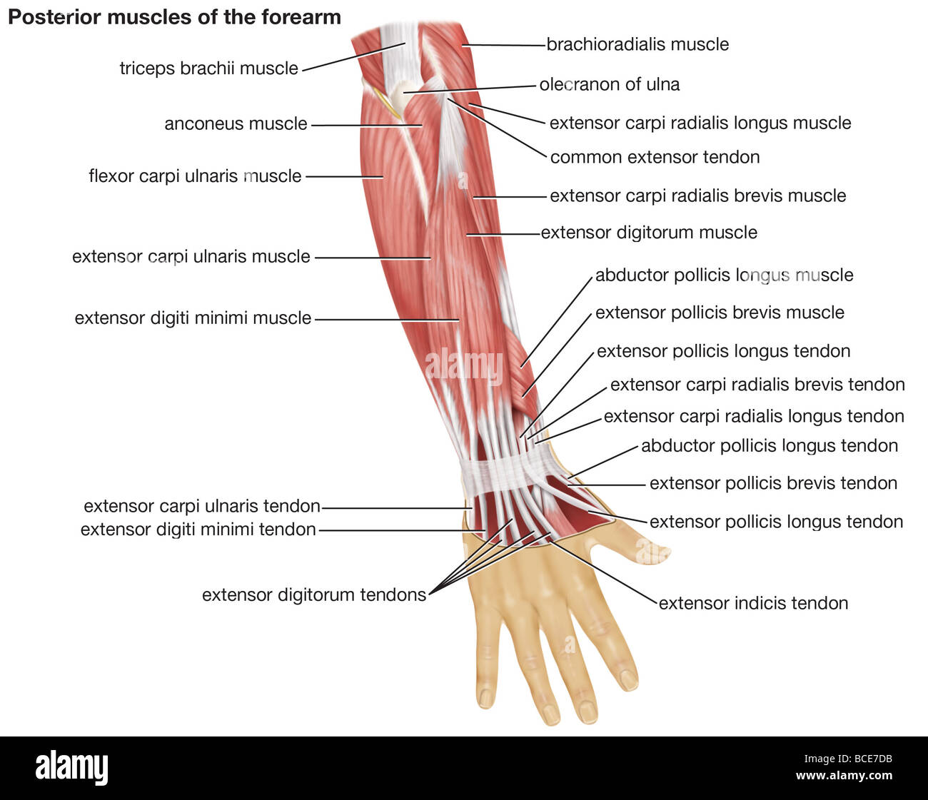 La vista posteriore dei muscoli dell'avambraccio umano. Foto Stock