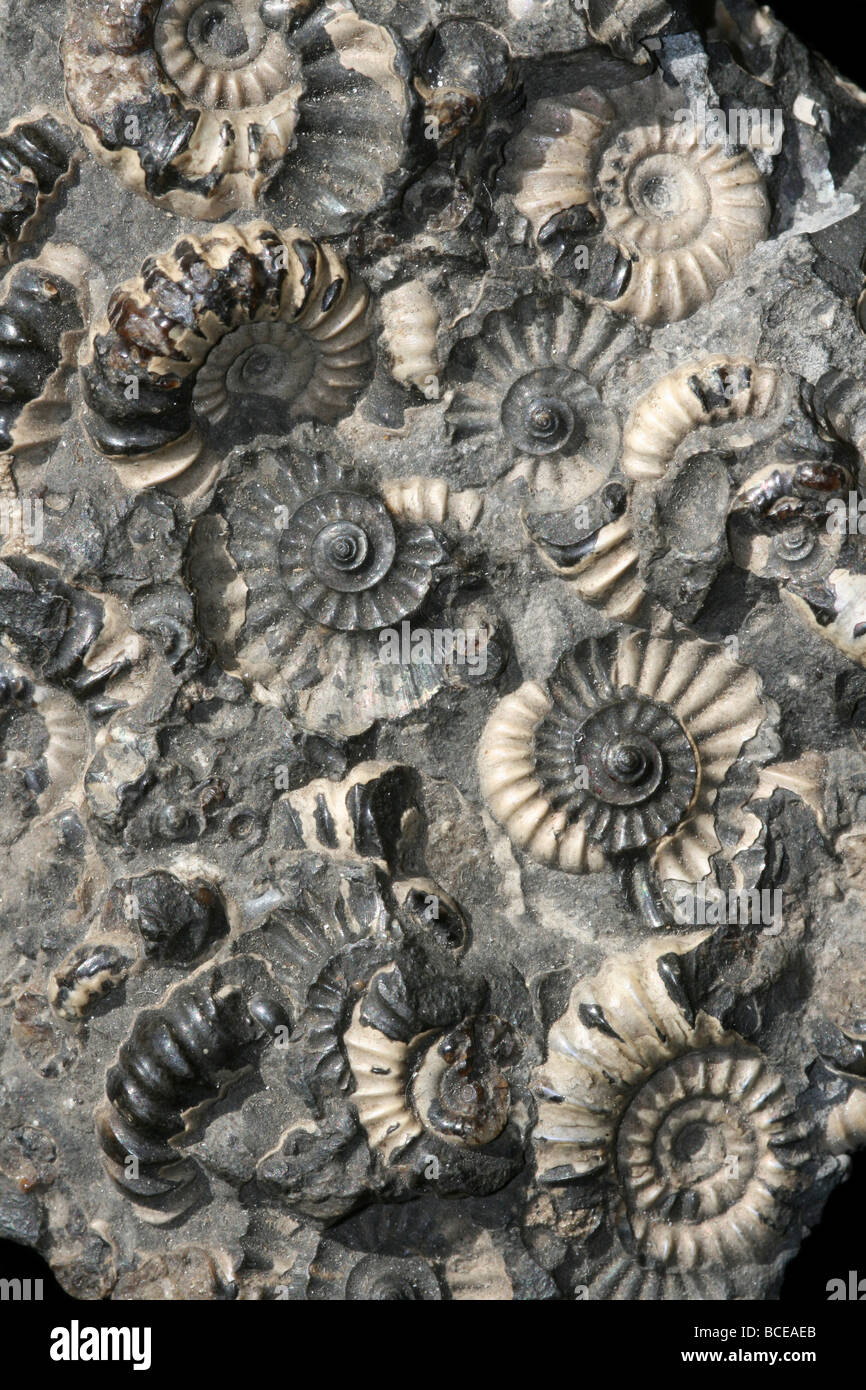 Marston Magna marmo fossile ammonita Somerset, Inghilterra, Regno Unito Foto Stock