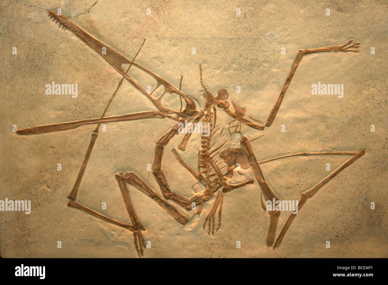 Pterodactylus antiquus Cast Solnhofen calcare della Baviera Foto Stock