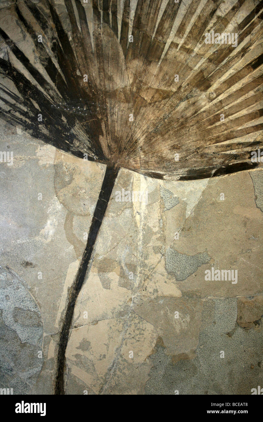 Sabalites foglia di palma fossile Frond Wyoming, STATI UNITI D'AMERICA Foto Stock