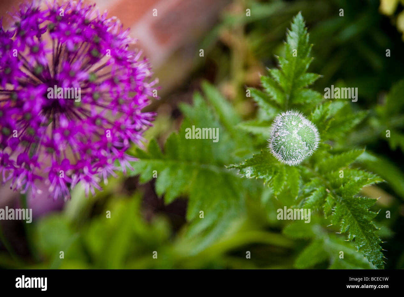 Le goccioline di acqua su un papavero non aperti testa di fiori e un viola Allium Giganteum fiore. Foto Stock