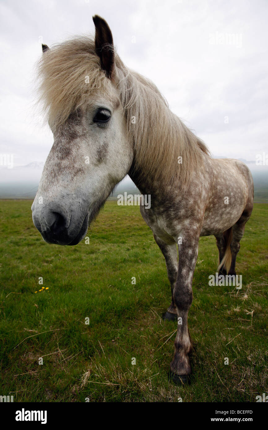 Cavallo islandese Foto Stock