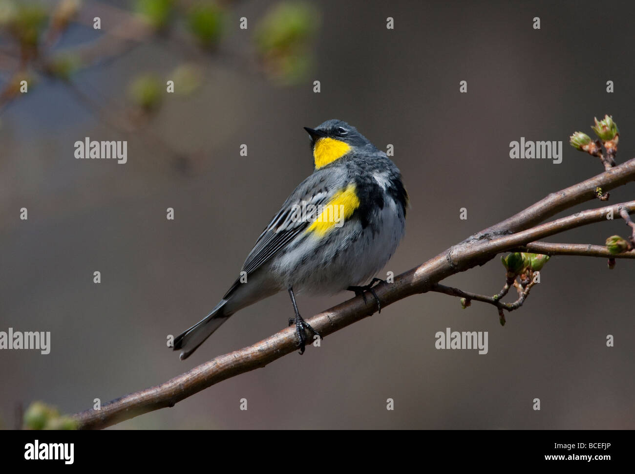 Giallo-rumped Trillo Dendroica coronata (Audubons) appollaiato sul ramo di albero a Buttertubs Marsh isola di Vancouver BC nel mese di aprile Foto Stock