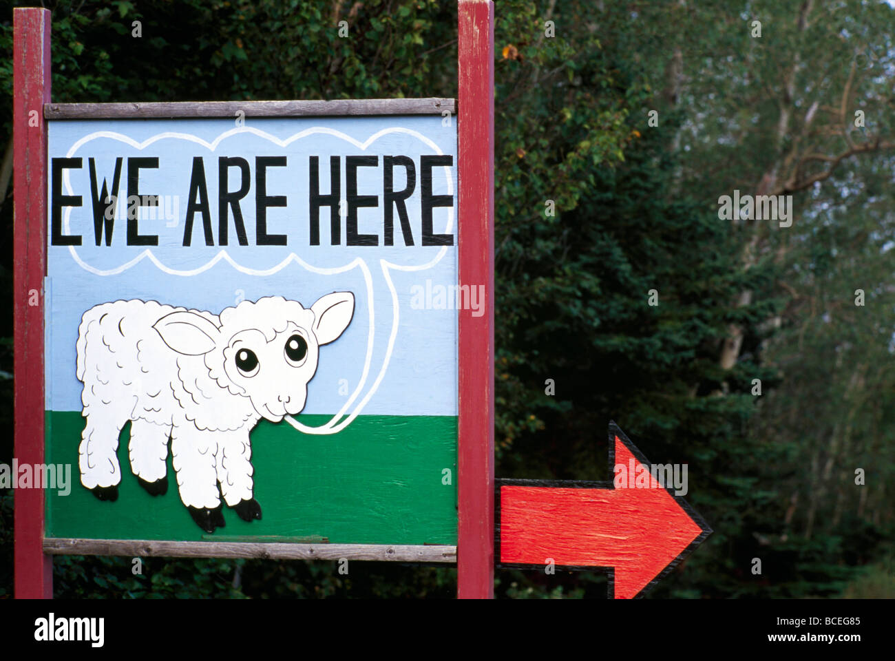 Carino Autostrada Informazioni Cartello stradale con pecora - pecora sono qui Foto Stock
