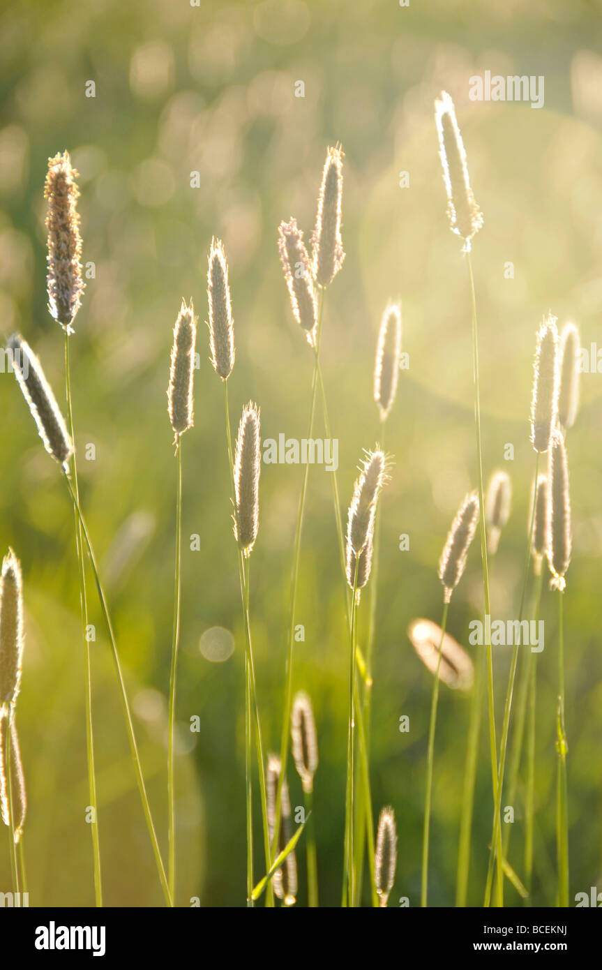 Erba sileage farmland vacche di foraggio di bestiame alimenti fieno farm estate northumberland Foto Stock