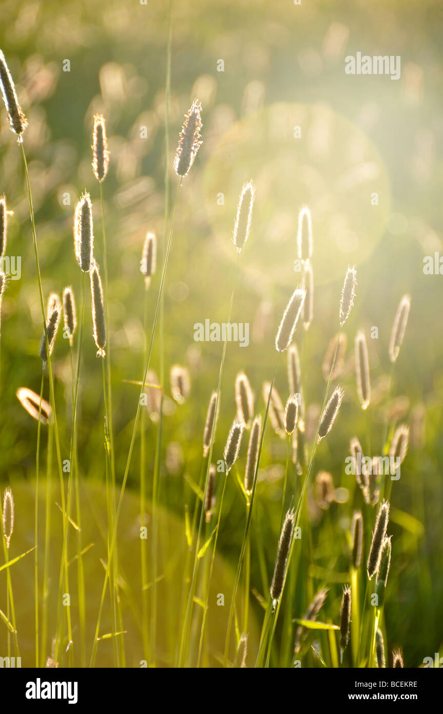 Erba sileage farmland mucche dei foraggi animali Foto Stock