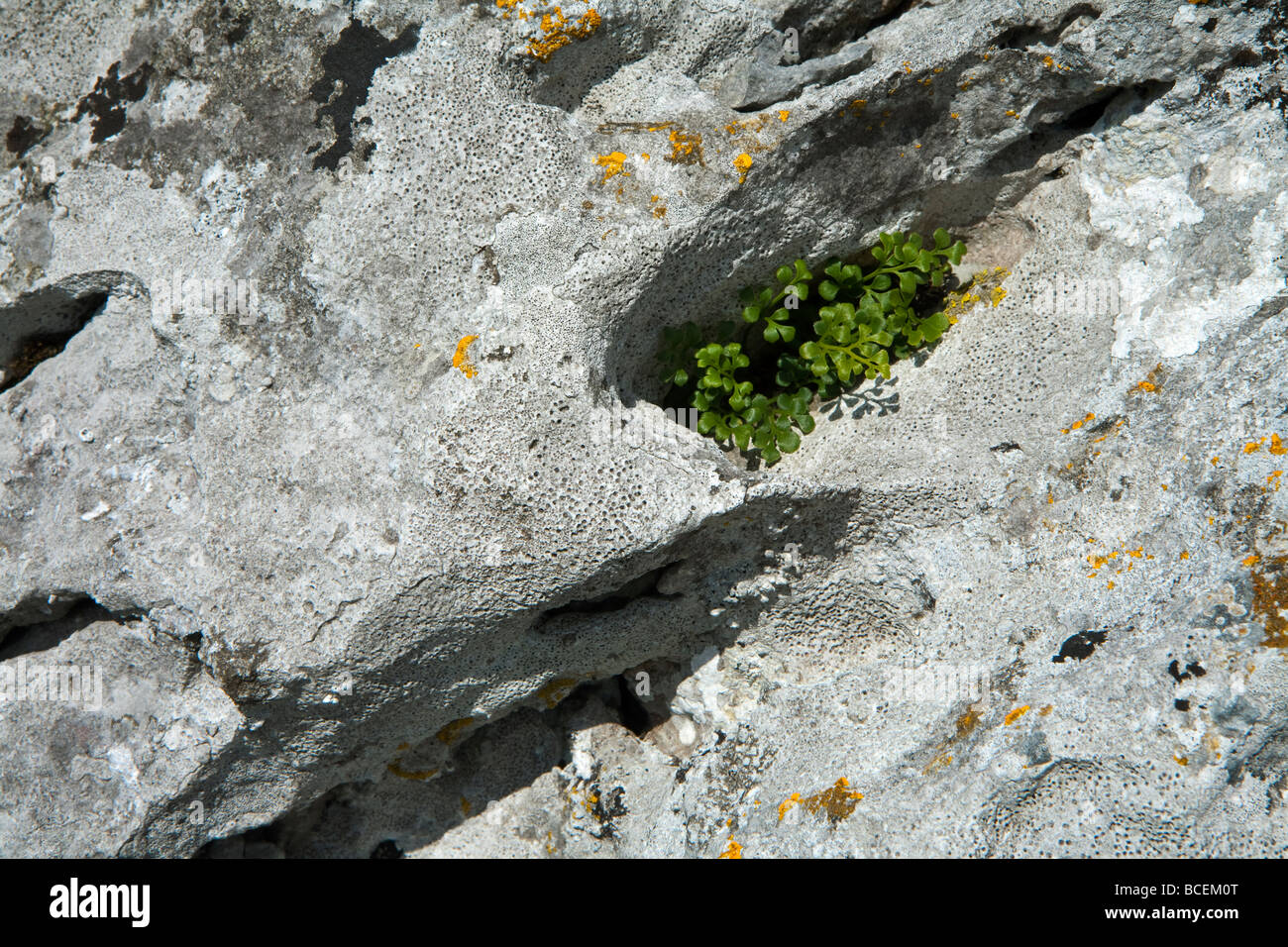 Una felce che cresce in una fessura di calcare in The Burren Foto Stock