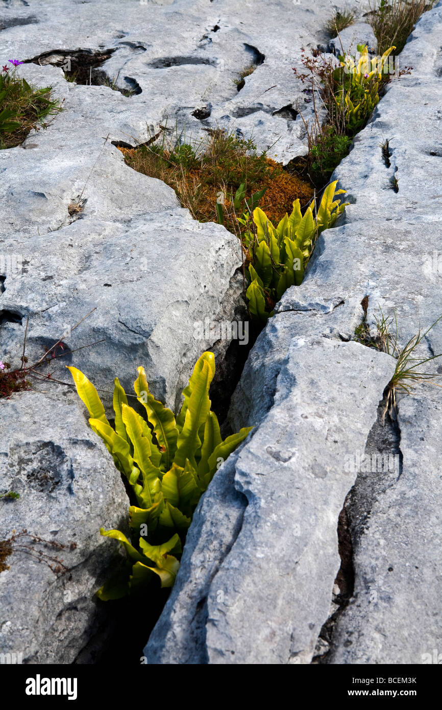 Felci che cresce in una fessura di calcare in The Burren Foto Stock