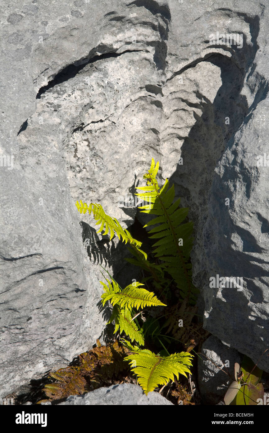 Una felce che cresce in una fessura di calcare in The Burren Foto Stock