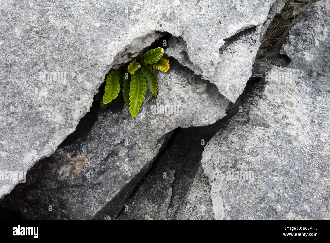 Una felce che cresce in una crepa di pietra nel Burren Foto Stock