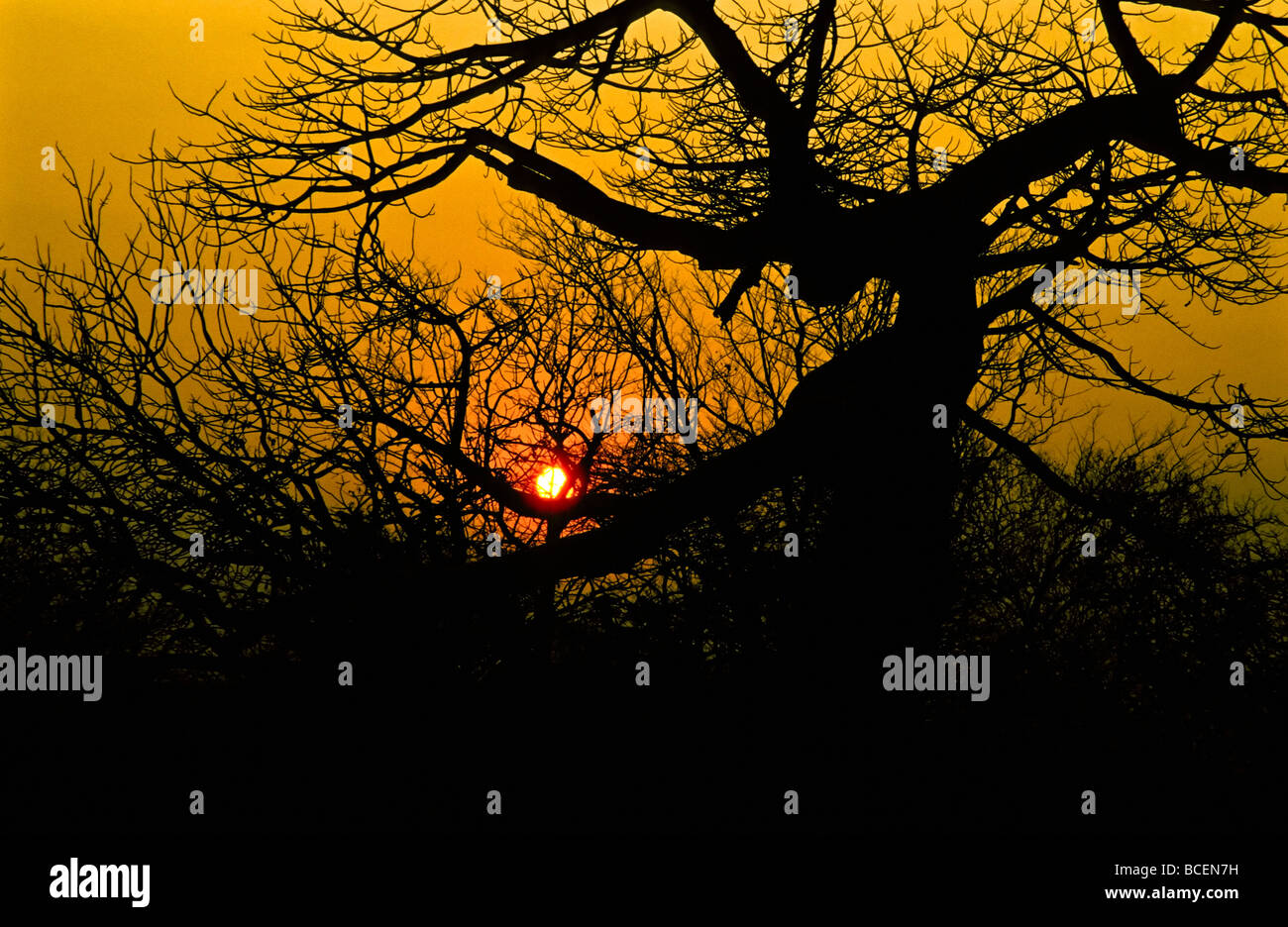 L'aggrovigliato, sfrondato i rami di un grande albero silhouette a sunrise. Foto Stock