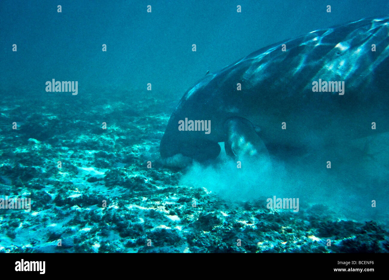 Un dugongo sott'acqua di alimentazione con attaccato un squalo pesce a ventosa. Foto Stock