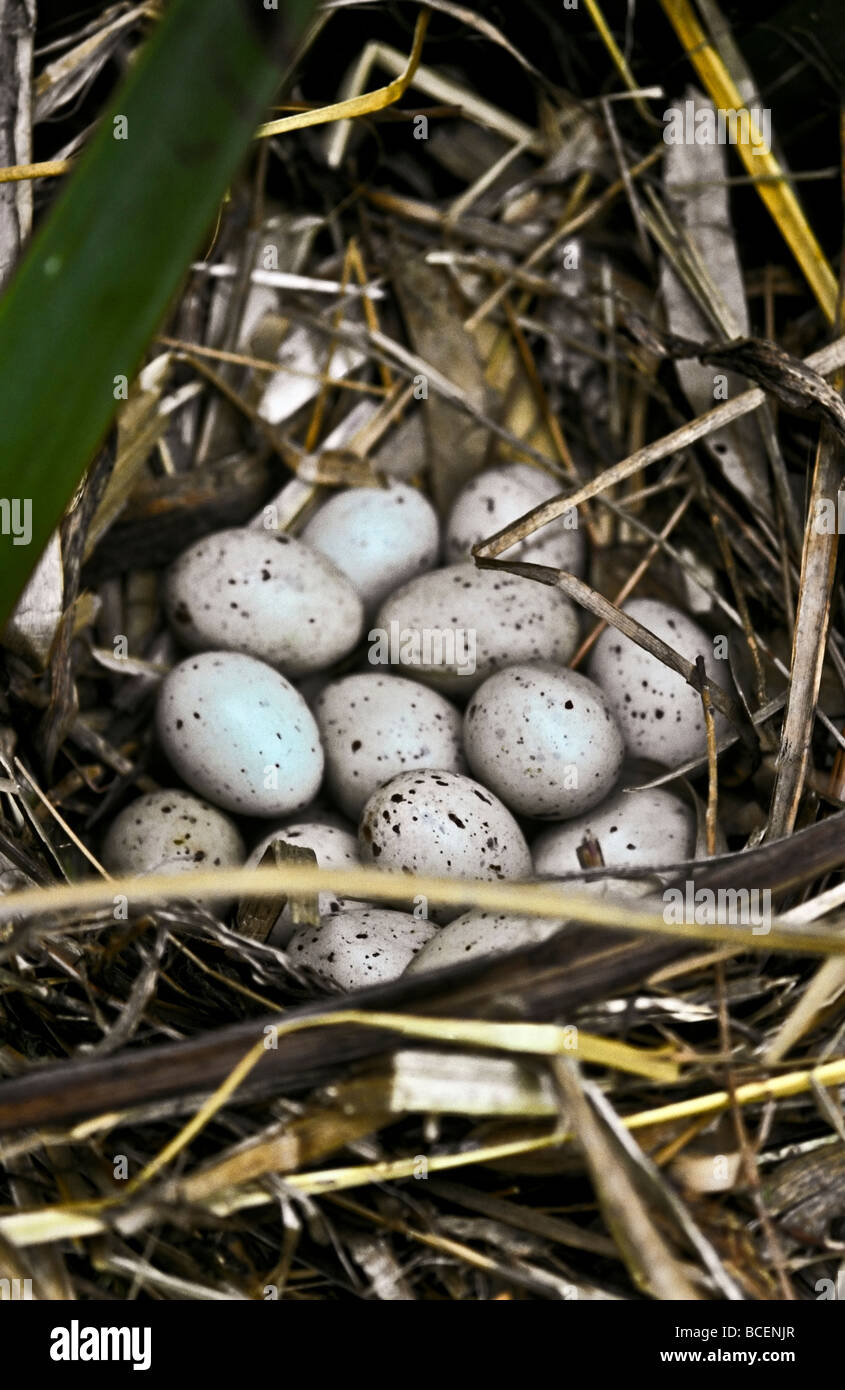 Quattordici chiazzato, pezzata Dusky Moorhen uova accoccolato in un nido. Foto Stock