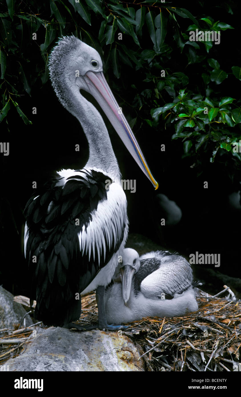 Un Pellicano australiano sorge protettivo sopra il suo pulcino nel nido. Foto Stock