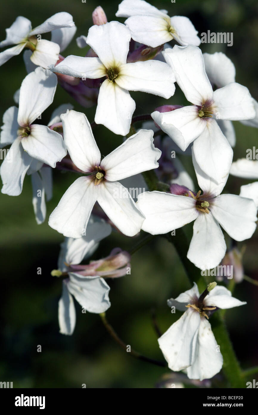 Dames Violetta Hesperis matronalis è una pianta erbacea specie nella famiglia Senape Brassicaceae. Close up dei fiori . Foto Stock