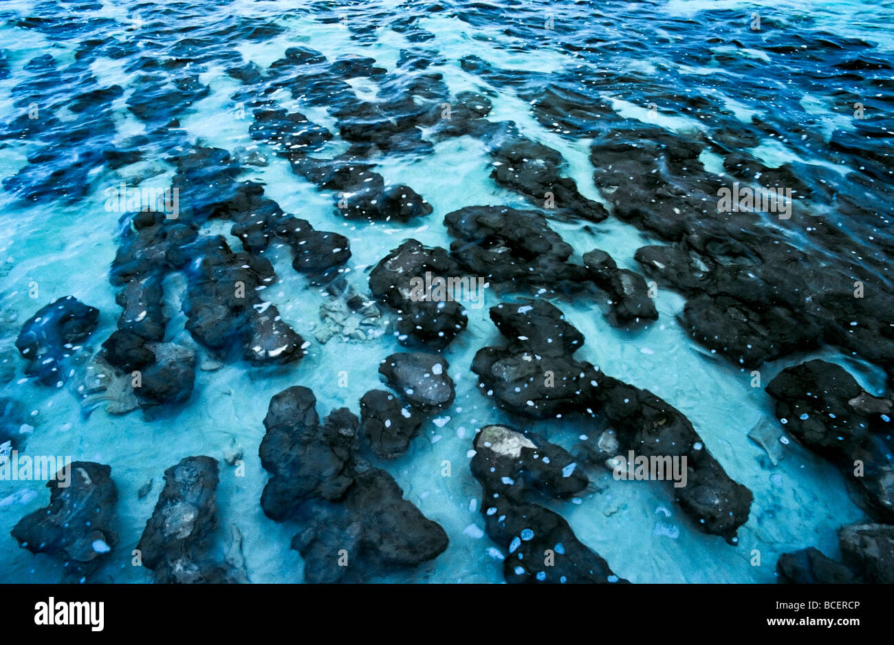 Antica Stromatolites una volta prodotte tutto l'ossigeno sul pianeta Terra. Foto Stock
