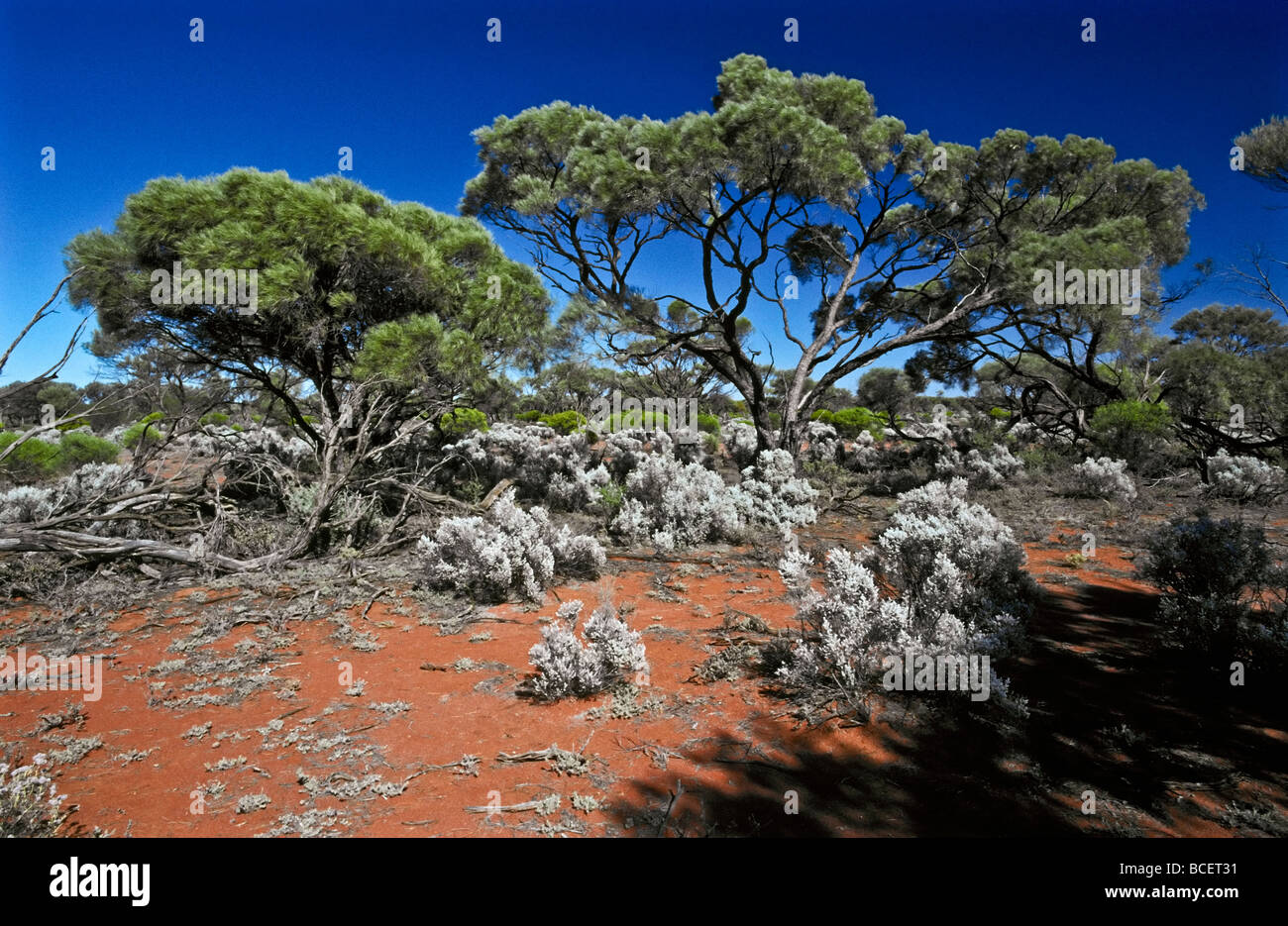 Mallee alberi e saltbush scrublands prosperano in arido red suoli sabbiosi. Foto Stock