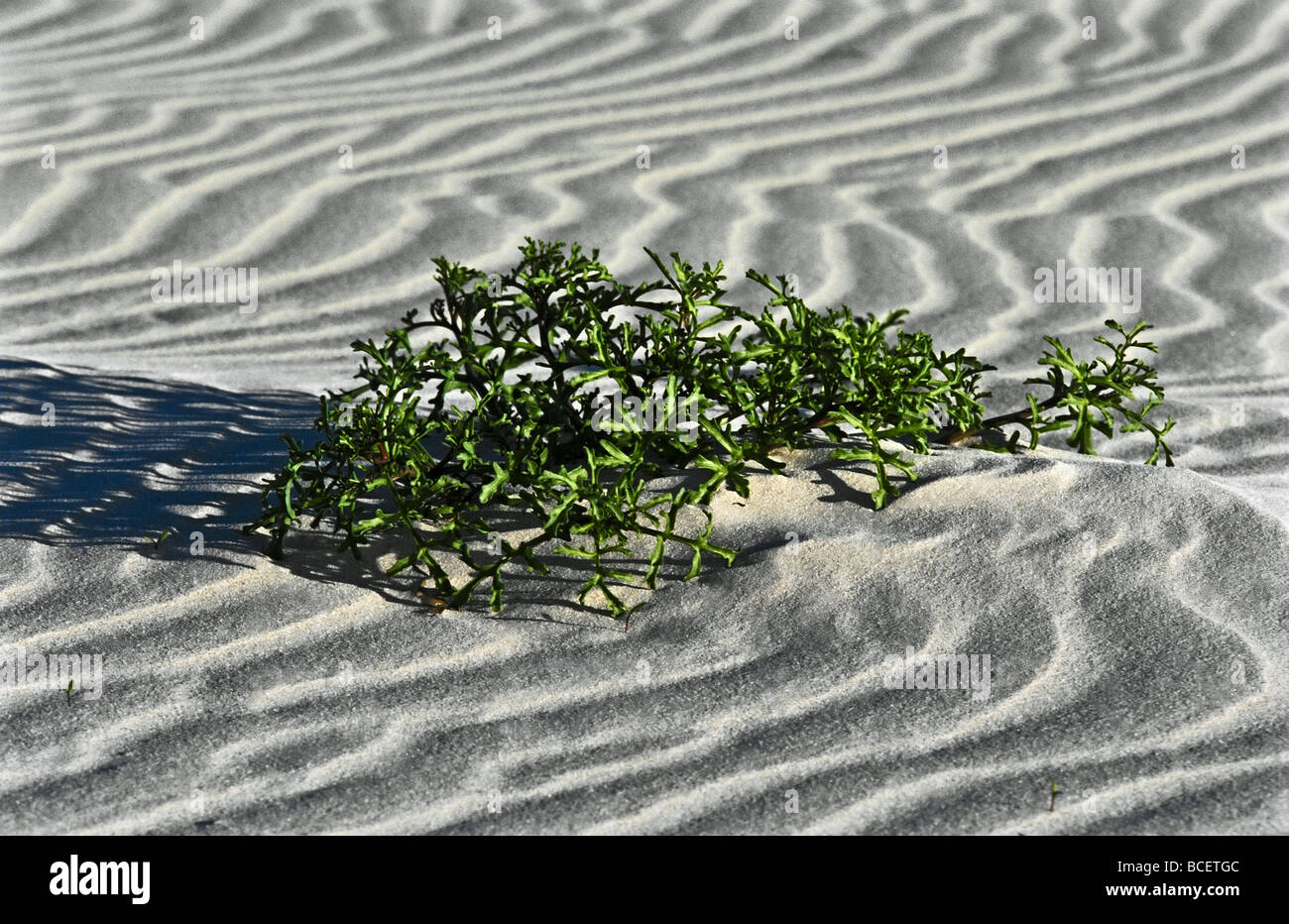 Un deserto succulenta emerge dalle sabbie ondulatorio su di una duna spazzate dal vento. Foto Stock