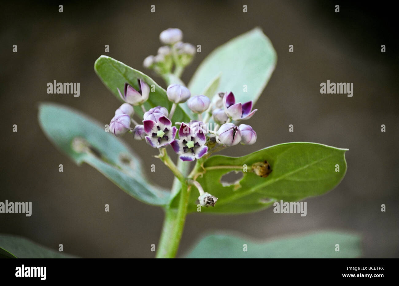 Fiori Milkweed fornire cibo per Monarch e Wanderer farfalle. Foto Stock