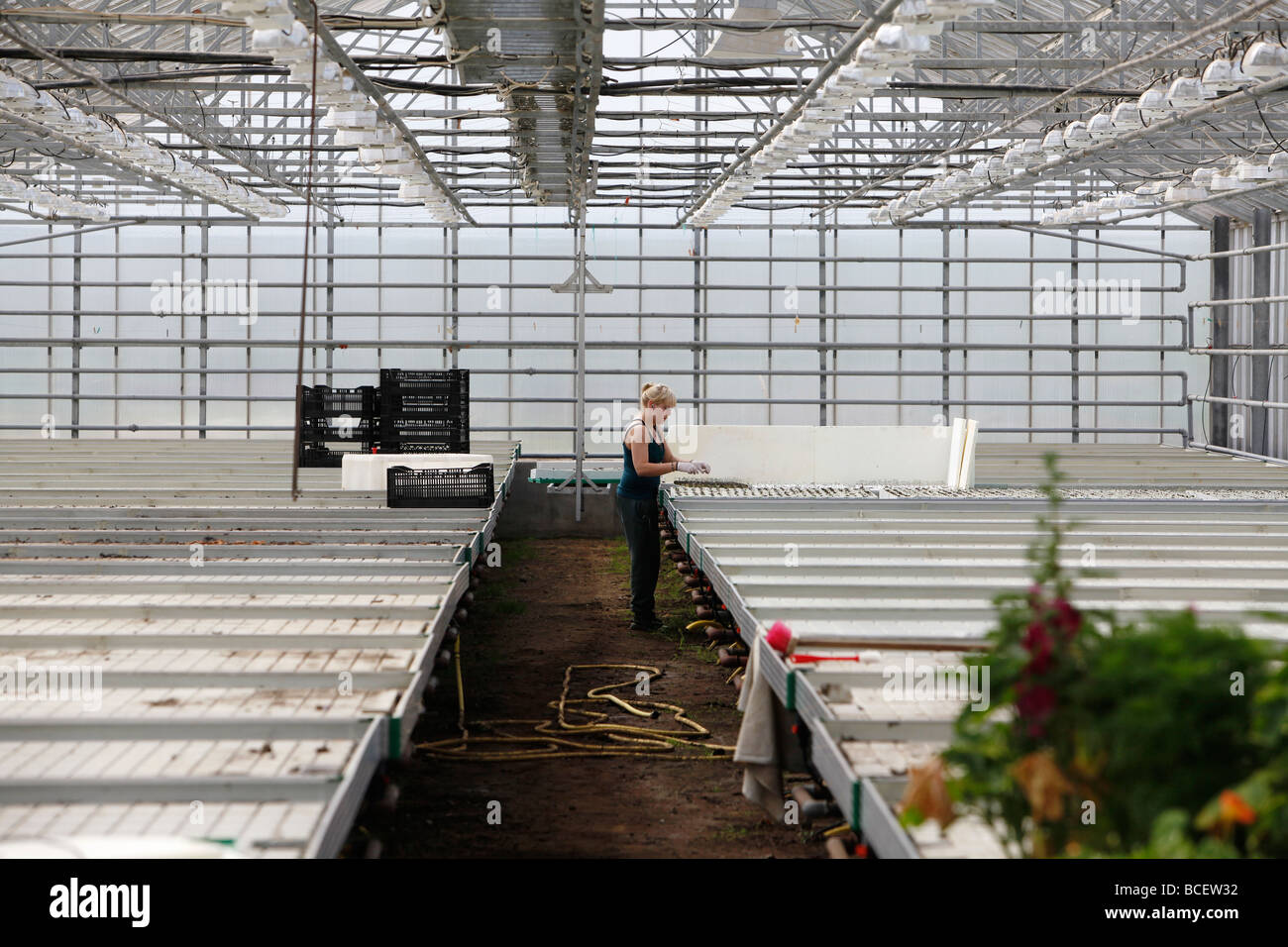 Lavoratore all'interno di un geothermally serra riscaldata, Islanda Foto Stock