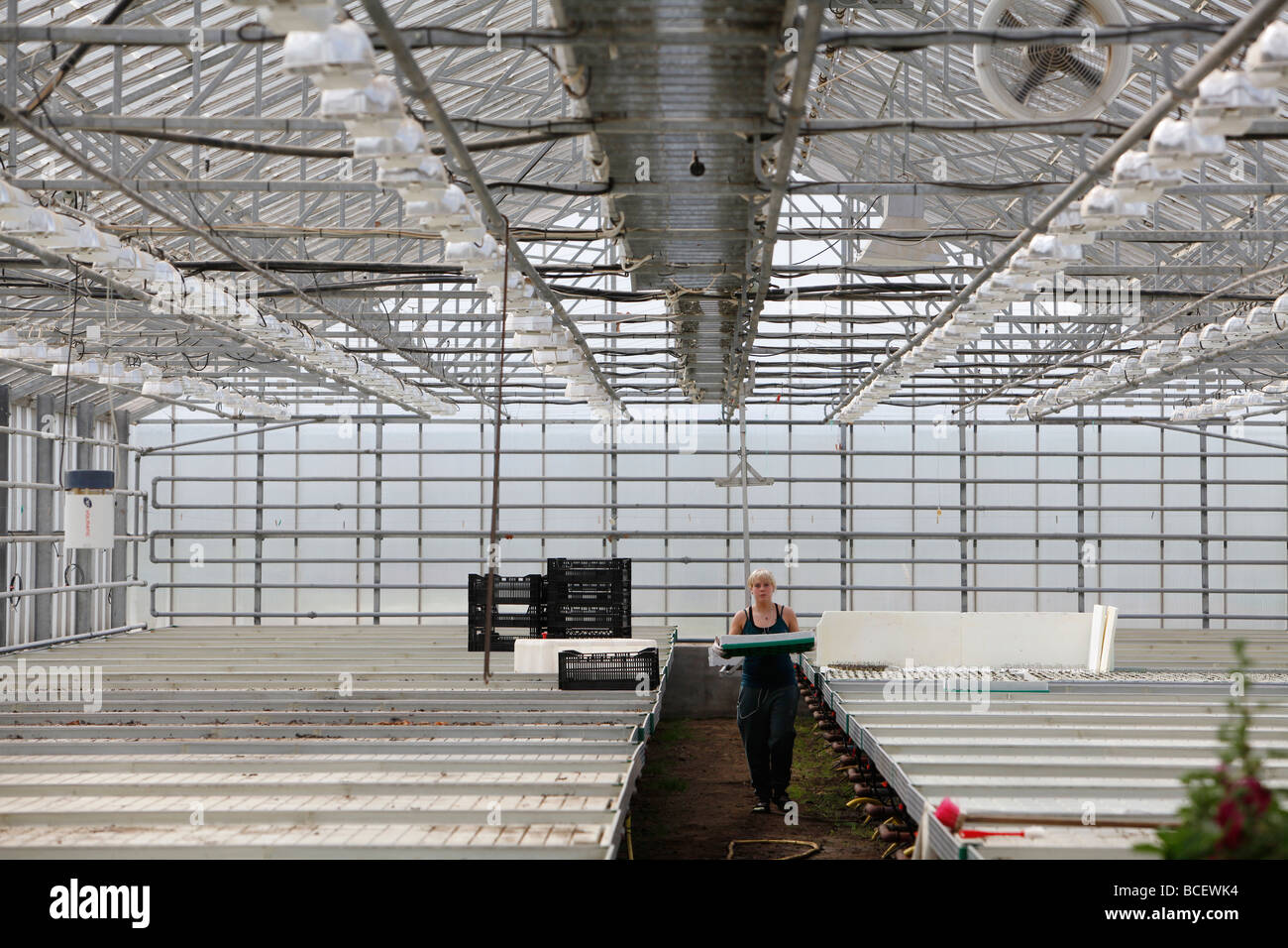 Lavoratore all'interno di un geothermally serra riscaldata, Islanda Foto Stock