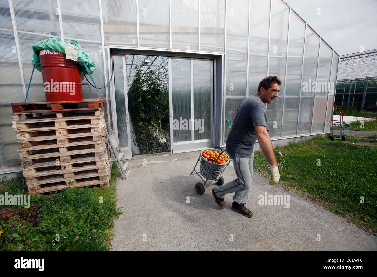 Lavoratore di serra con pomodori raccolti, geothermally serra riscaldata, Islanda Foto Stock