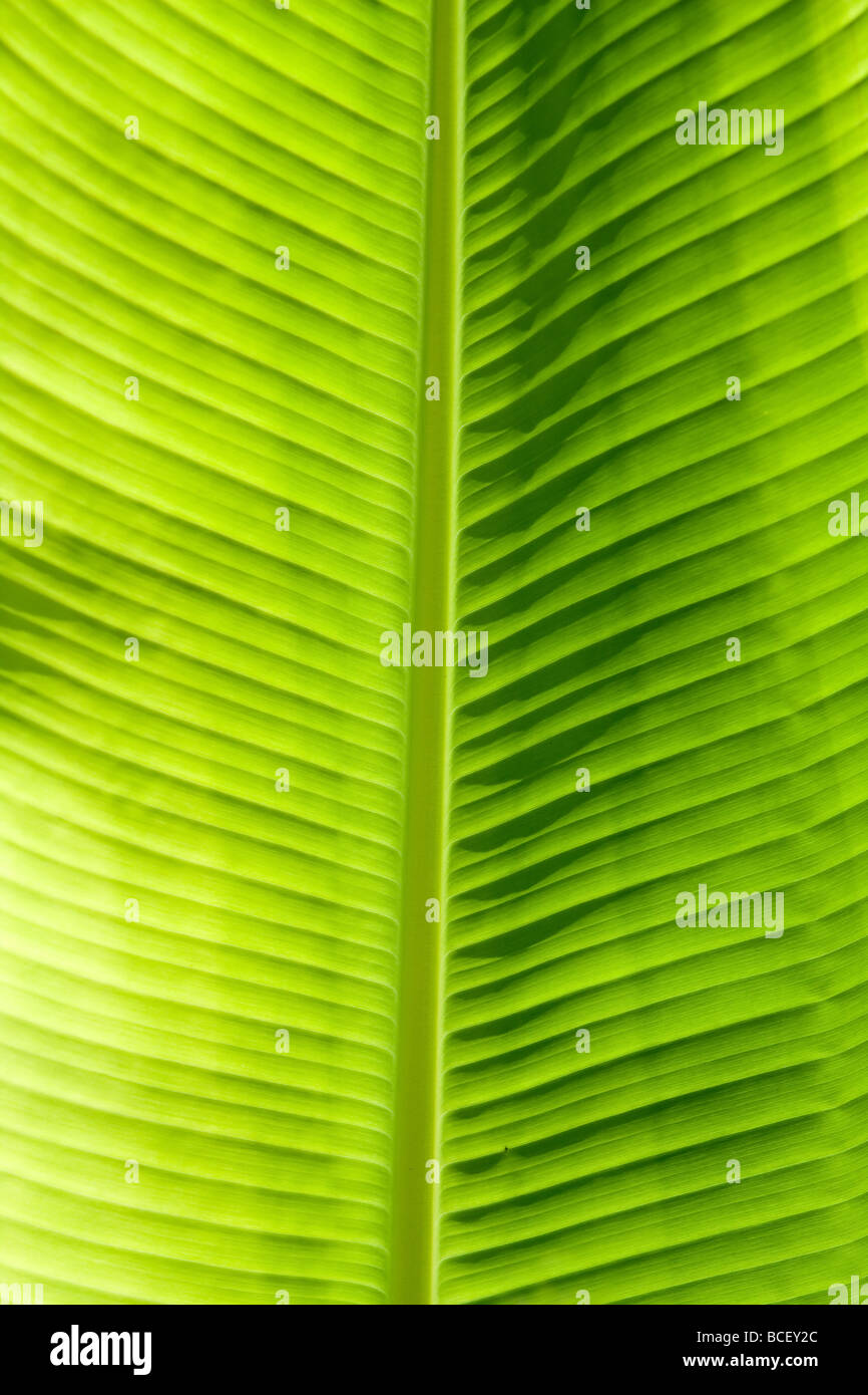 Foglia verde texture che mostra tutti i nervi cloroplasto con la clorofilla che dà colore alla foglia e utilizzato per la fotosintesi Foto Stock