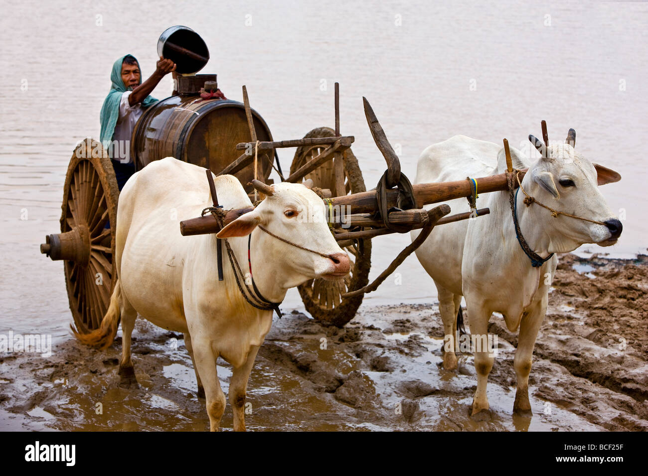Myanmar. La Birmania. Bagan. Un uomo si riempie un barile di legno con sporco acqua piovana da una diga locale. Foto Stock