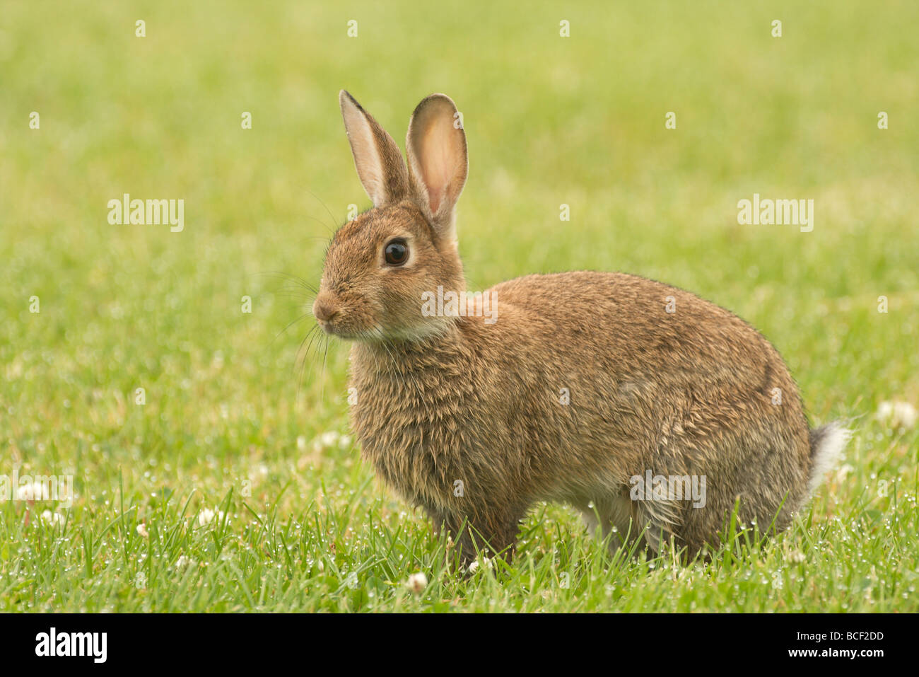 Un giovane di coniglio di avviso Foto Stock