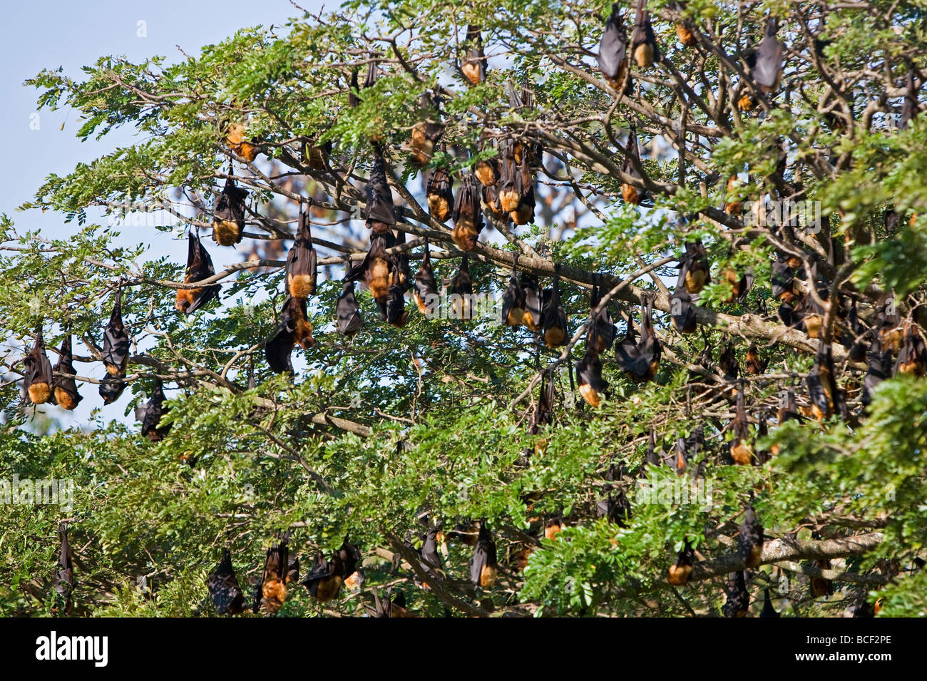 Myanmar Birmania, Stato di Rakhine. Le volpi volanti trascorrere la giornata appesi ai rami di alberi di grandi dimensioni nei pressi di Sittwe università. Foto Stock