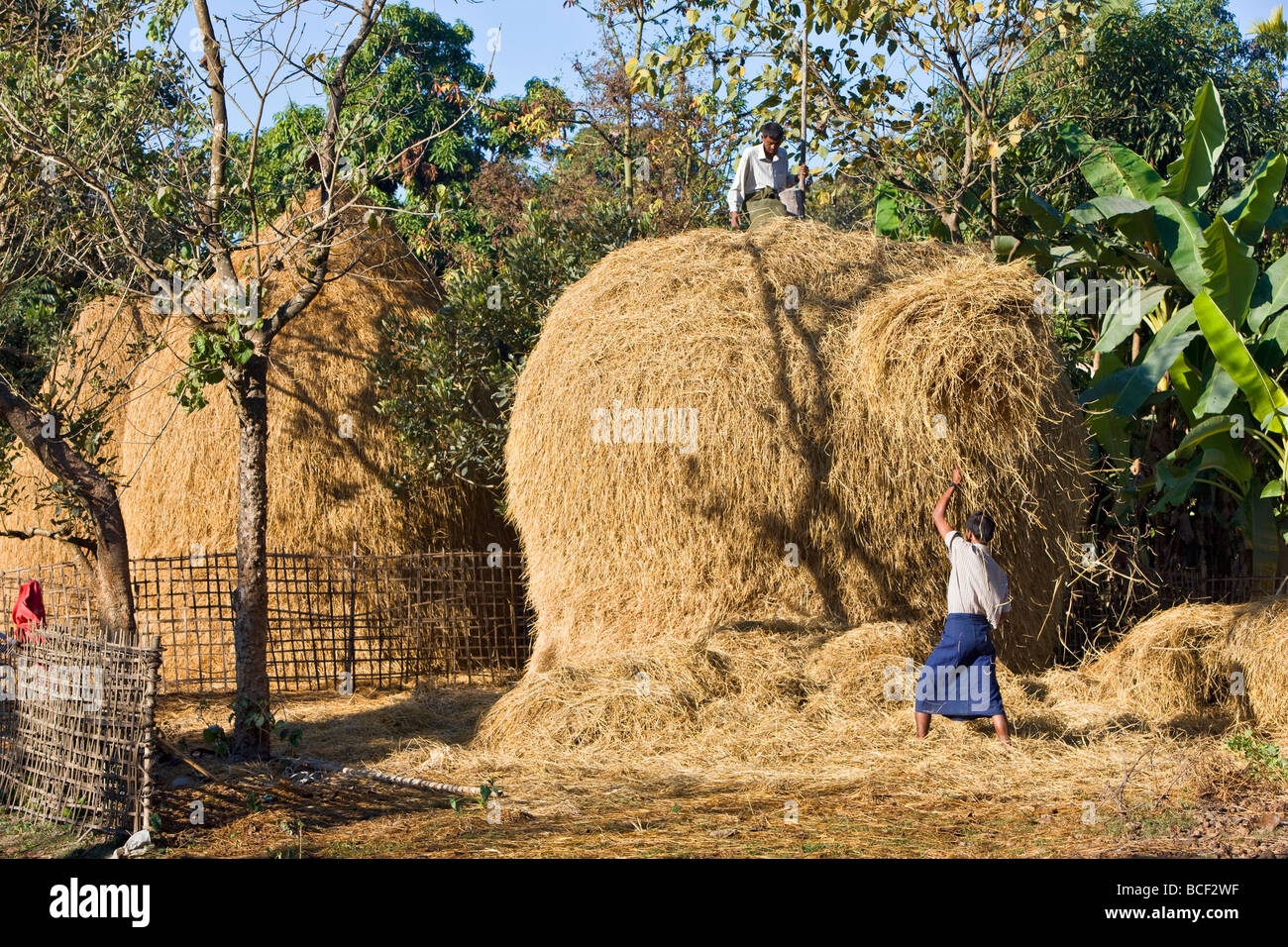 Myanmar Birmania, laici Mro fiume. Gli agricoltori Rakhine costruire haystacks con paglia di riso lungo le rive del lay Myo fiume. Foto Stock