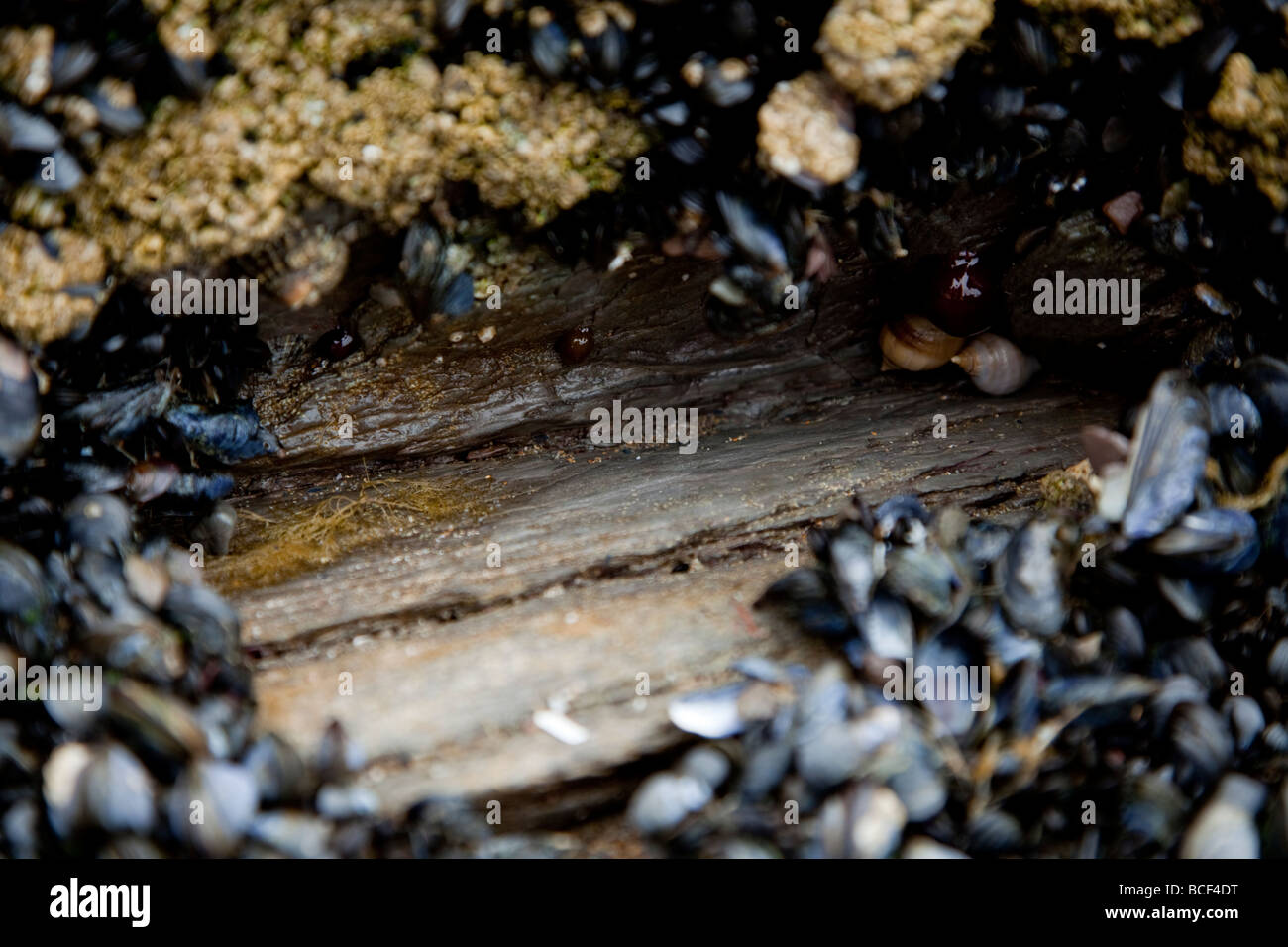 Blu, Cozze Mytilus edulis, attaccato al intertidal rocce di Whitsand Bay, Cornwall, Regno Unito Foto Stock