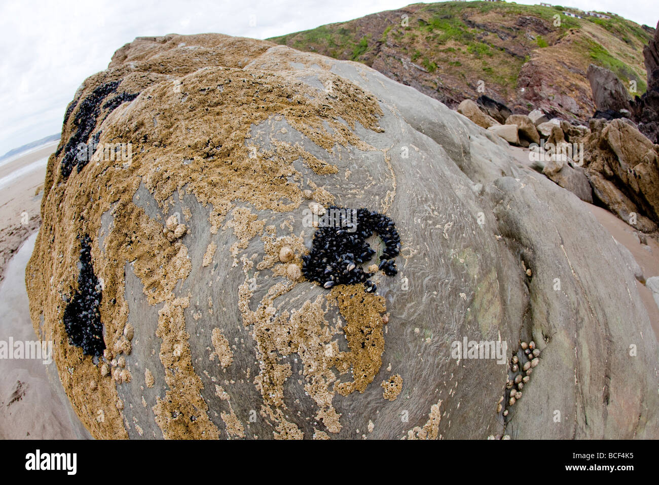 Whitsand Bay, Cornovaglia: sabbia dorata punteggiata in luoghi da affioramenti di roccia Foto Stock