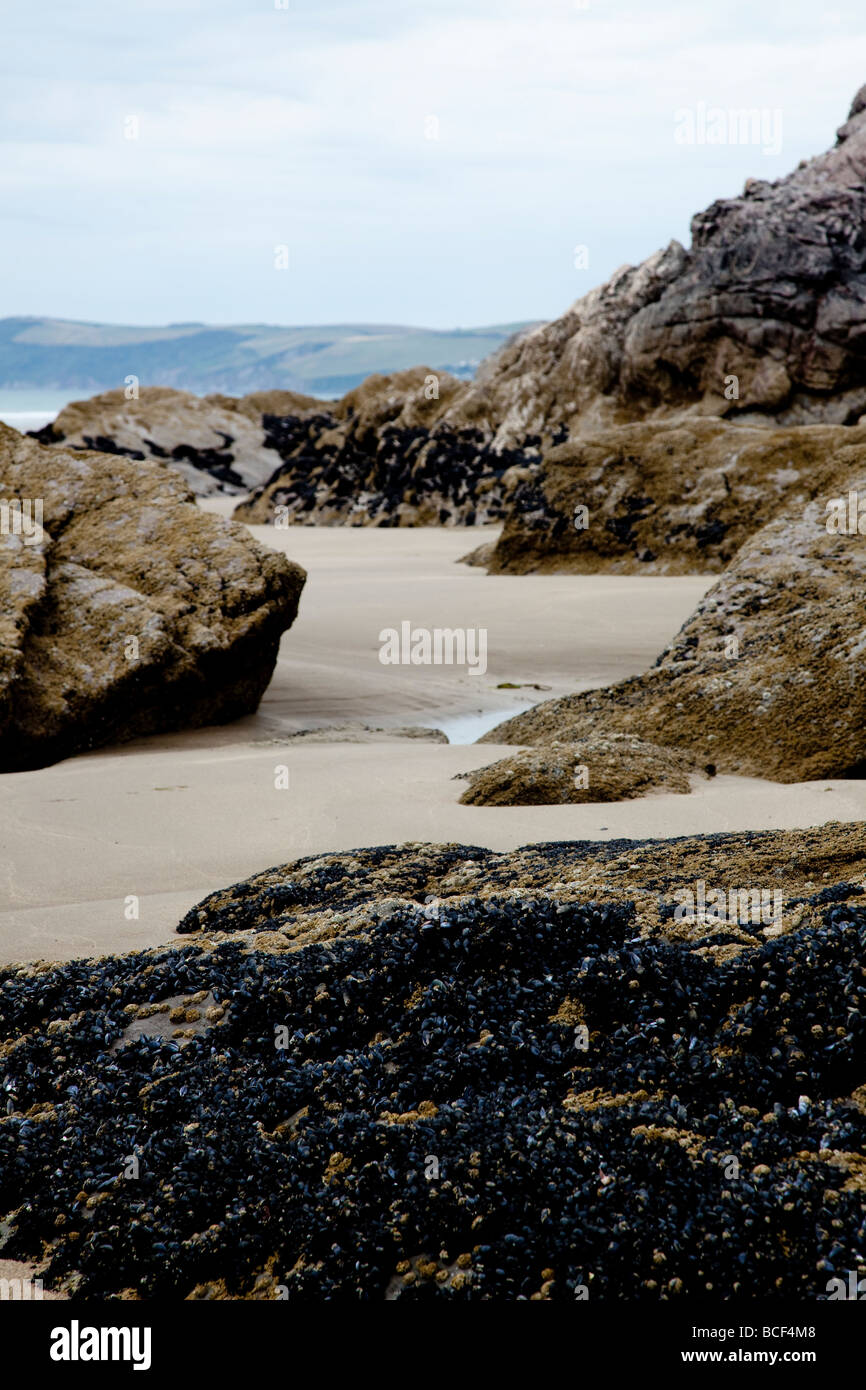 Whitsand Bay, Cornovaglia: sabbia dorata punteggiata in luoghi da affioramenti di roccia Foto Stock