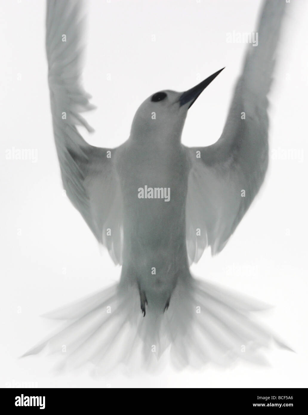 Un flying white Fairy Tern, Sterna nereis. Noto anche come Nereis Terna . Foto Stock
