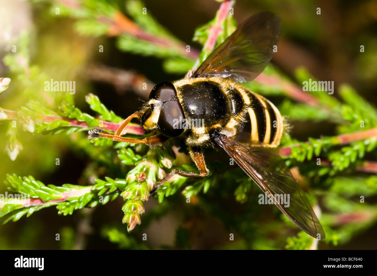 Hoverfly Foto Stock