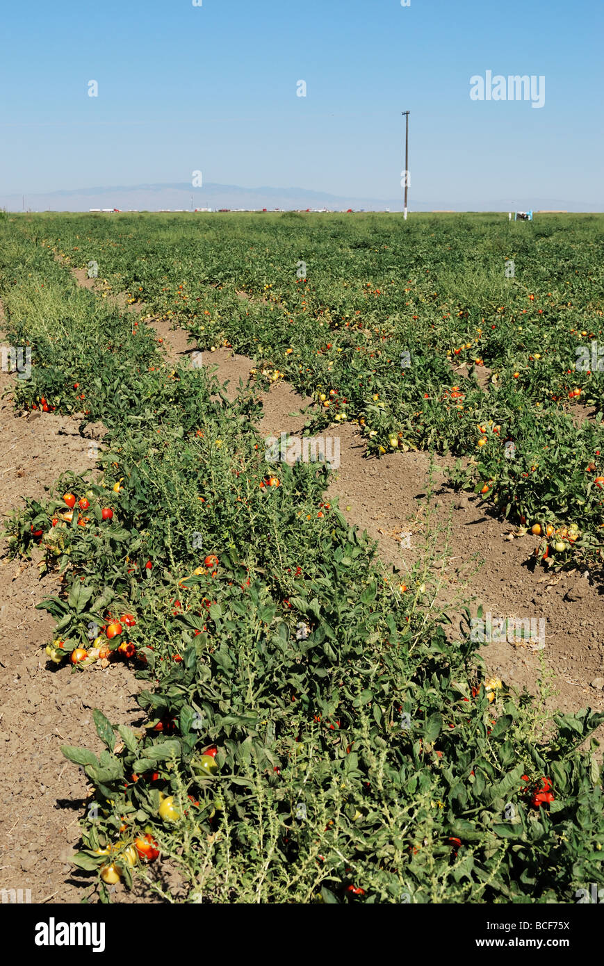 Campo di coltivazione di pomodori vicino a Kettleman City Central Valley della California Foto Stock