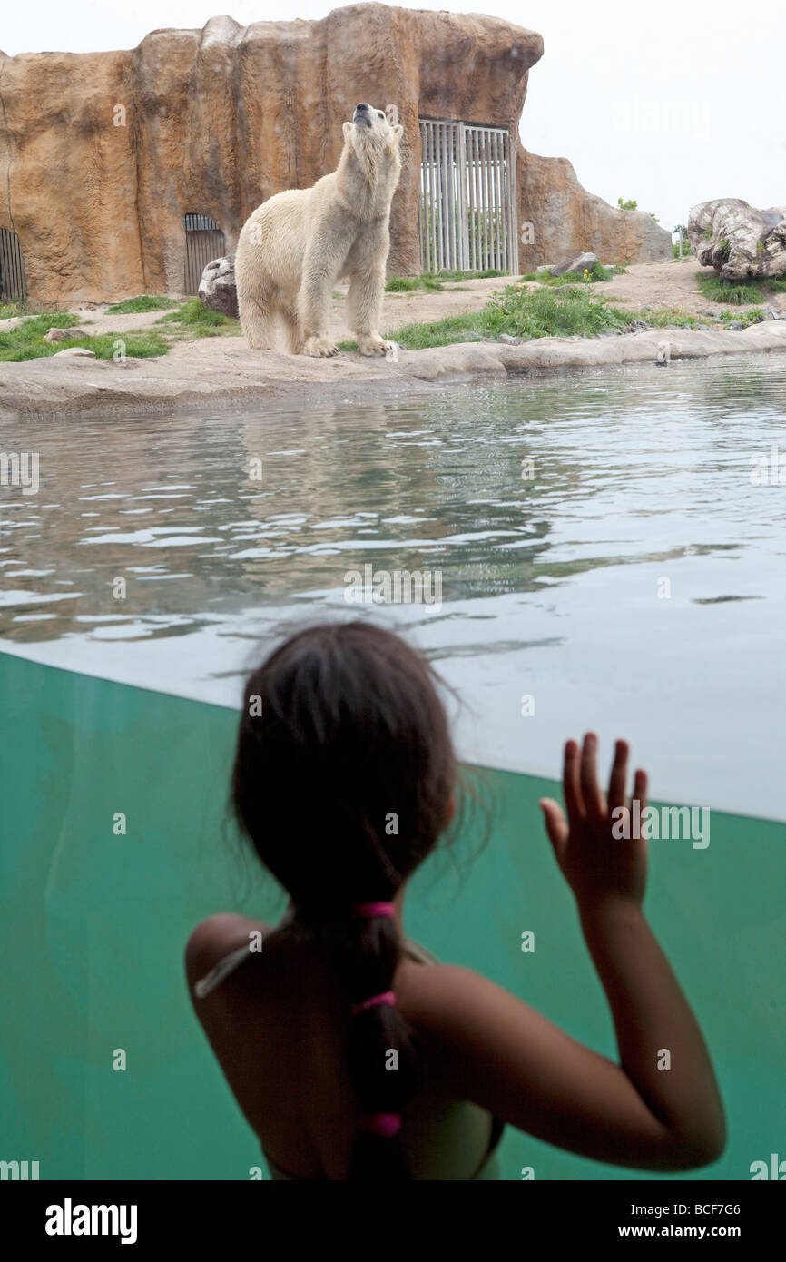 Orso polare allo zoo Foto Stock