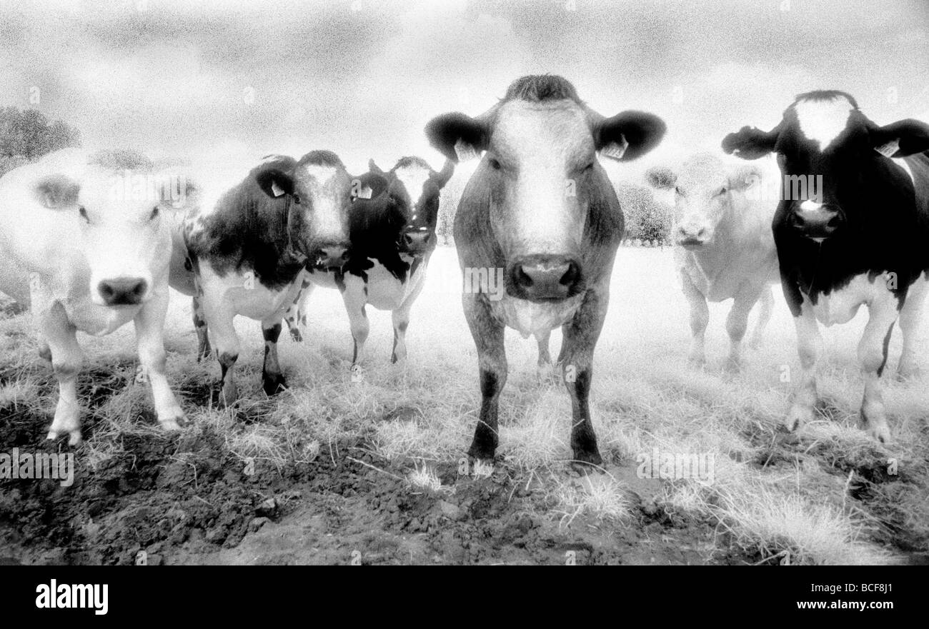Sei vacche staring Shot su Kodak Infrared Film conosciuto per granella elevata e scansione a tamburo Foto Stock