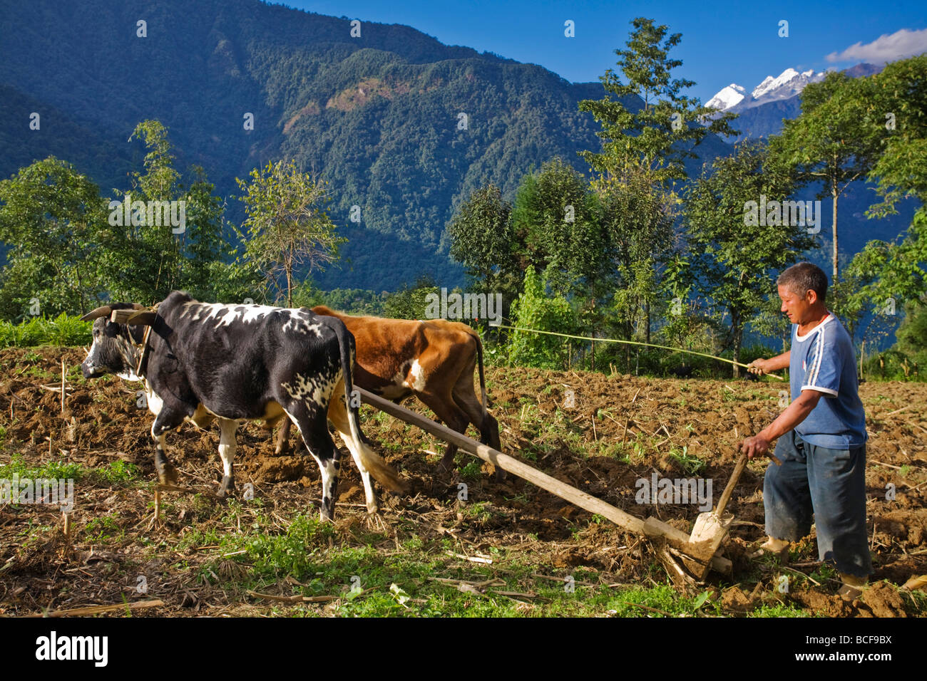 India, Sikkim Khecheopalri, area lacustre, uomo campi di aratura con buoi Foto Stock