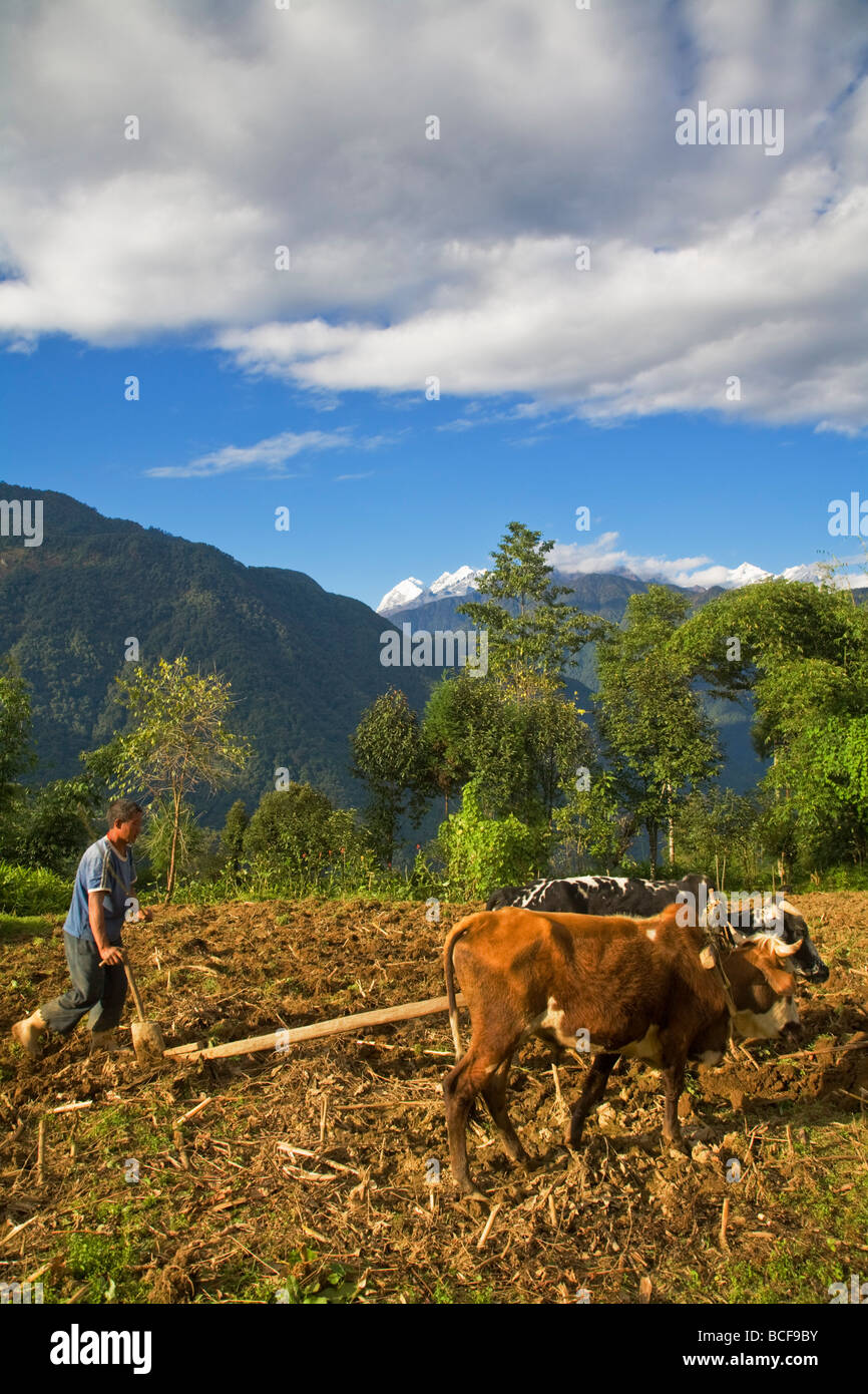 India, Sikkim Khecheopalri, area lacustre, uomo campi di aratura con buoi Foto Stock