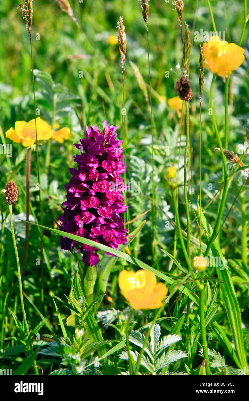 Purpurella Dactylorhiza Northern Marsh orchid Isle of Harris, Ebridi Esterne, Western Isles, Scotland, Regno Unito 2009 Foto Stock