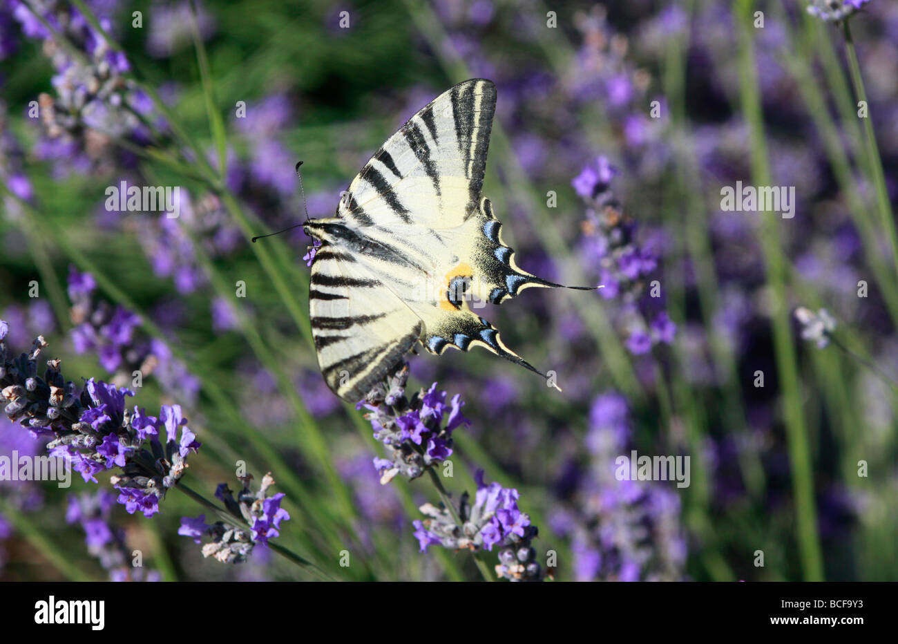 Scarse a farfalla a coda di rondine tra lavanda Foto Stock