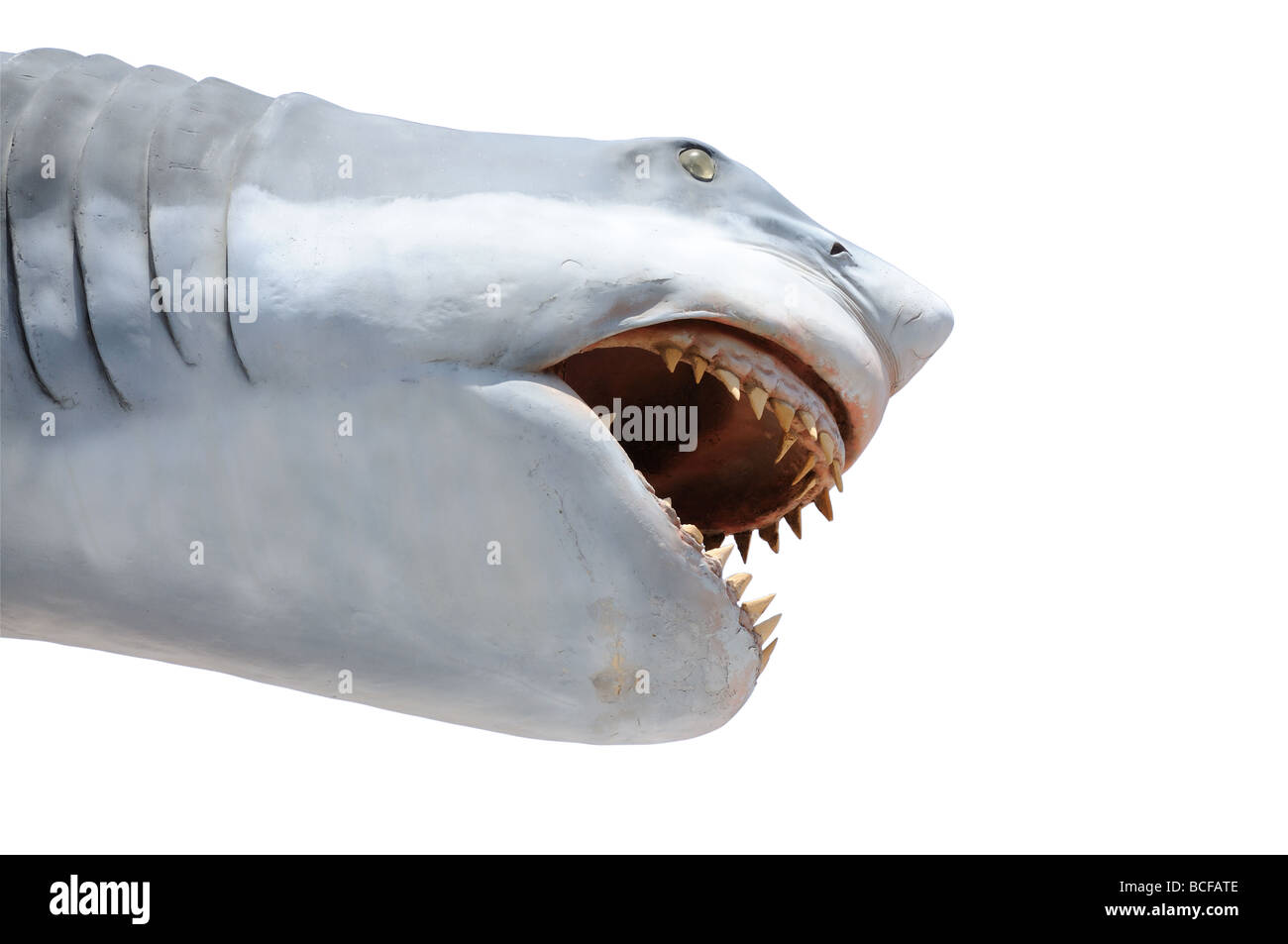 Shark isolate su sfondo bianco con tracciato di ritaglio Foto Stock