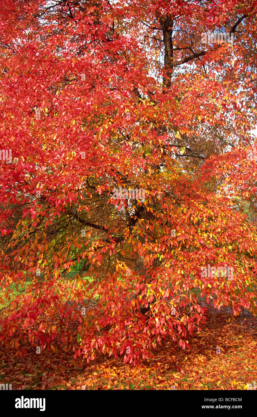 Inghilterra, Sussex, foglie di autunno nel Parco Giardino di Sheffield Foto Stock
